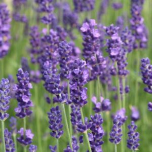 Lavanda