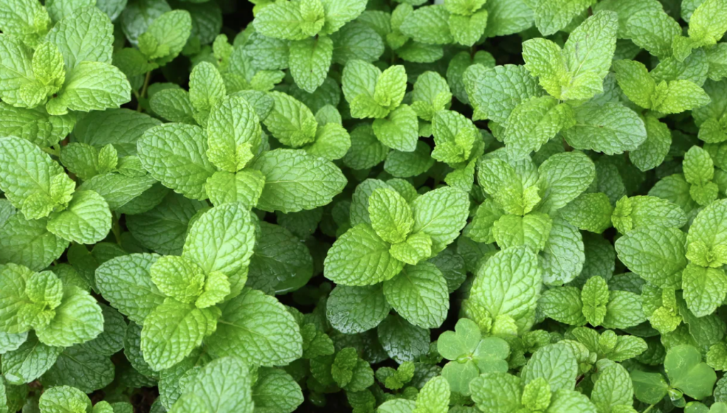 Come fare una talea di menta e uno spray rinfrescante alla menta